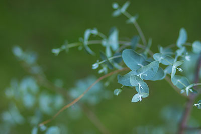 Eucalyptus - peu d'eau grâce à son huile